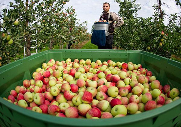 Polacy wolą emigrować "za pracą" do Niemiec