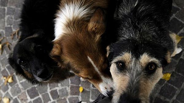 Latem niemal 100 tys. psów ląduje we Włoszech na ulicy