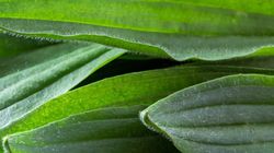 Zioła wzmacniające trzustkę. Zobacz, co warto pić