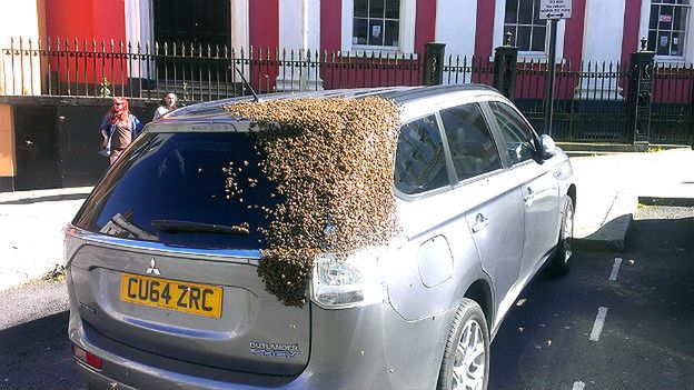 Rój 20 tys. pszczół śledził przez dwa dni samochód 65-letniej kobiety