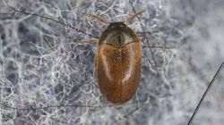 Połóż na podłodze wełniany sweter. Dowiesz się, czy masz w domu szubaki