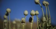 Po przejęciu władzy przez talibów cena opium wzrosła trzykrotnie.