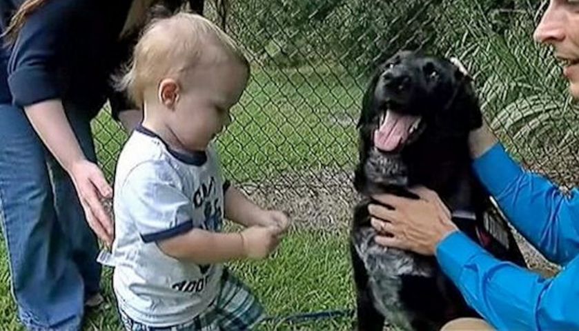 Pies zdradził rodzicom zachowanie niani, która źle traktowała małego chłopca.