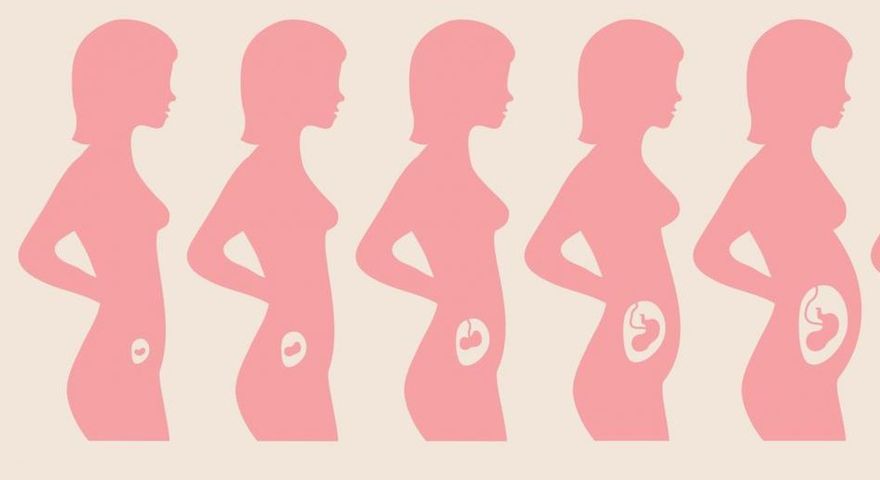 Trymestry ciąży kobiety