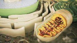 Choroby mitochondrialne - przyczyny, objawy, diagnostyka, leczenie, rokowania