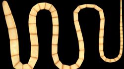 Śmierć z powodu nowotworu u tasiemca