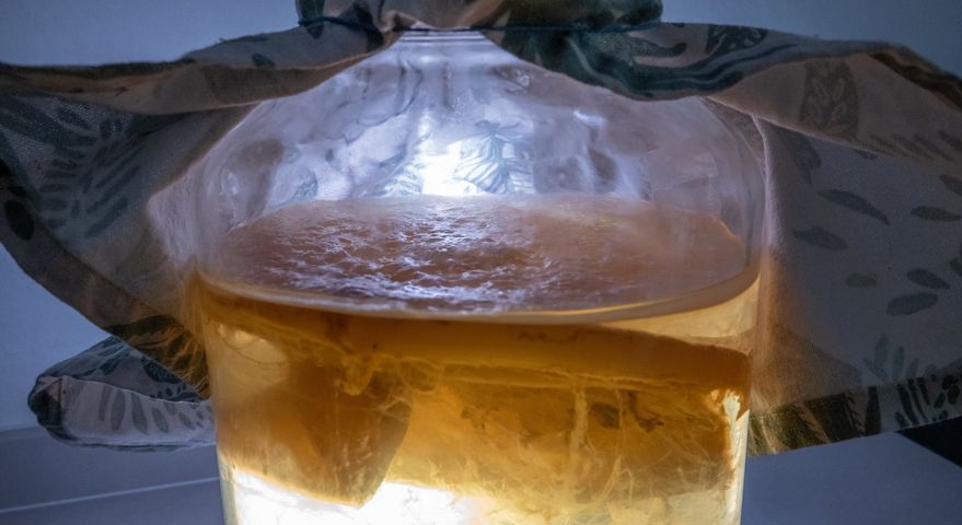 Kombucha to źródło witamin, minerałów i kwasów organicznych