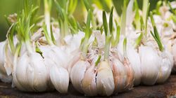 Wpływ czosnku na stawy biodrowe