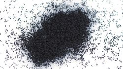 Śnieżne pchły spotkasz w lasach i parkach. Czy są groźne dla człowieka lub zwierząt domych?