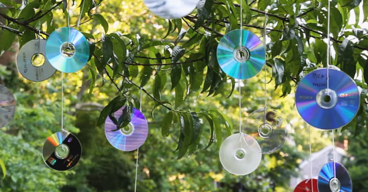 Are You Wondering What Makes Some People Hang CDs on Trees? It’s All about Protection!