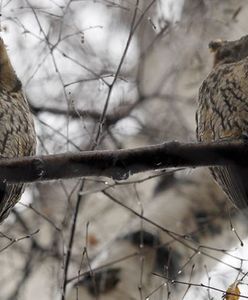 Sowy wydajniejsze w pracy