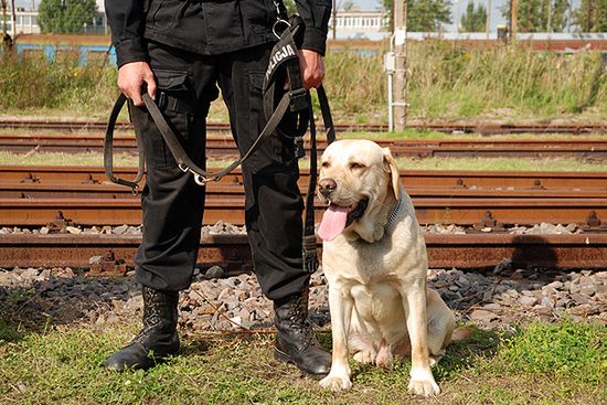 Policja urządza casting dla... psów