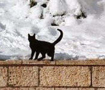 60 tys. czarnych kotów co roku pada ofiarą przesądów
