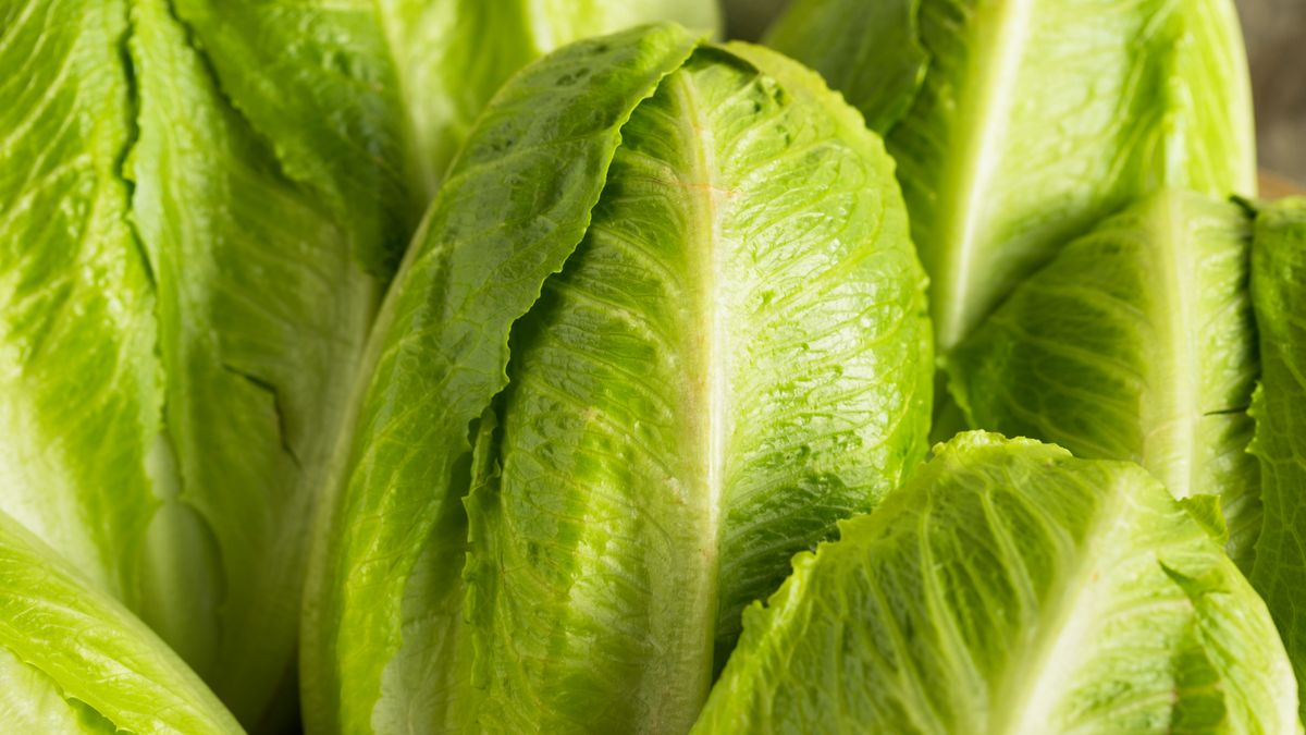 Raw Green Organic Romaine Lettuce Ready to Eat