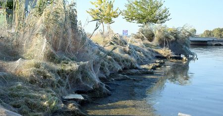 Gigantyczna pajęcza sieć na greckiej plaży. Ma 300 metrów