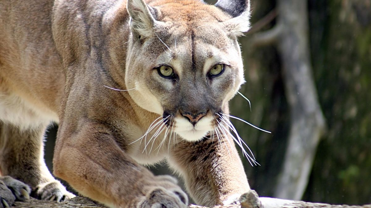 puma pszczyna śląskie