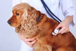 Zwierzętom pomaga za pół darmo. Jego gabinet jest nieustannie atakowany, bo ma ciemną karnację