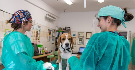 Mem, który stał się rzeczywistością. Polacy przestają szczepić psy