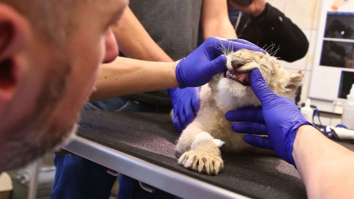 55 zł za godzinę zarobią lekarze weterynarii za pracę przy kontrolach urzędowych