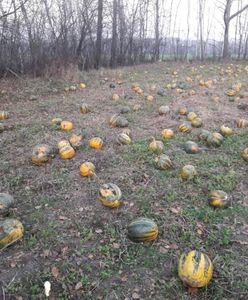 Lubelskie: Ukradł dynie i... rozłożył je na swoim polu