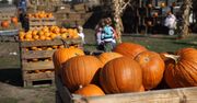 Dynie na Halloween. To jest ich królestwo