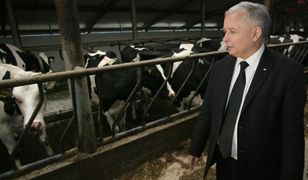 Program Krowa+. Pieniądze z budżetu, którego nie ma. Oferta mniej hojna niż rumuńska