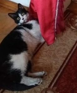 Tylko w WP: Dominik Tarczyński z PiS przygarnął kota. Mamy zdjęcia