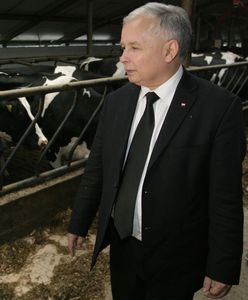 Program Krowa+. Pieniądze z budżetu, którego nie ma. Oferta mniej hojna niż rumuńska