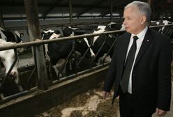 Program Krowa+. Pieniądze z budżetu, którego nie ma. Oferta mniej hojna niż rumuńska