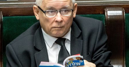 Martwe foki nad Bałtykiem. Polacy chcą, by interweniował Jarosław Kaczyński. Sondaż