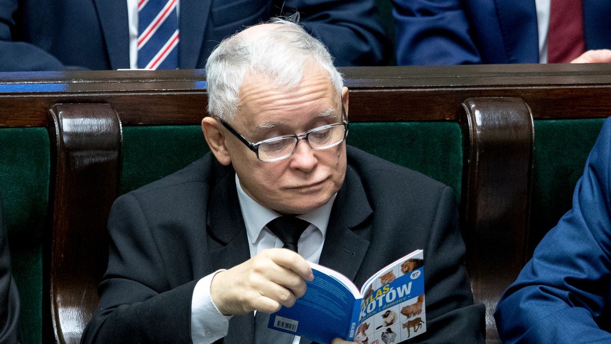 Jarosław Kaczyński jest miłośnikiem zwierząt, lecz poparł ustawę specjalną dot. ASF.