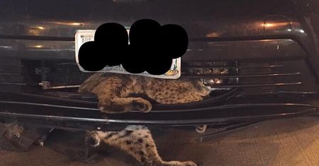 Ryś utknął w atrapie chłodnicy samochodu. Przejechał tak 80 km