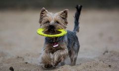 Strzelił yorkowi w głowę, bo ten mu przeszkadzał. Będzie surowsza kara