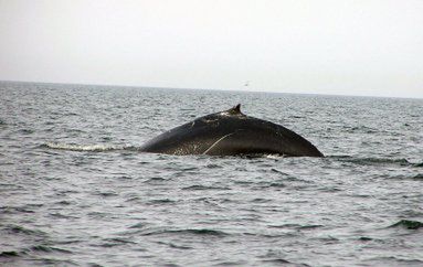 Wieloryb z Zatoki Gdańskiej to humbak