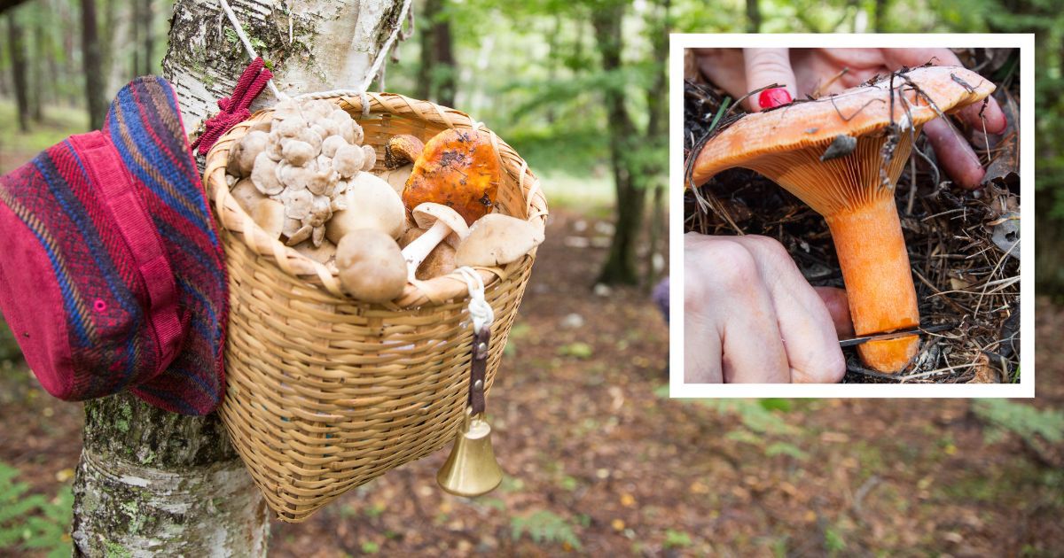 Najlepsi grzybiarze, zanim zbiorą grzyba, pukają w jego kapelusz. Mają ku temu ważny powód