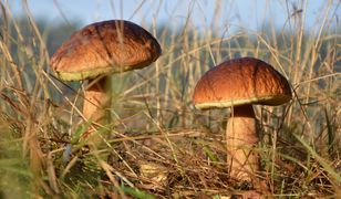 Znasz te grzyby? Sprawdź, czy masz po co wchodzić do lasu!