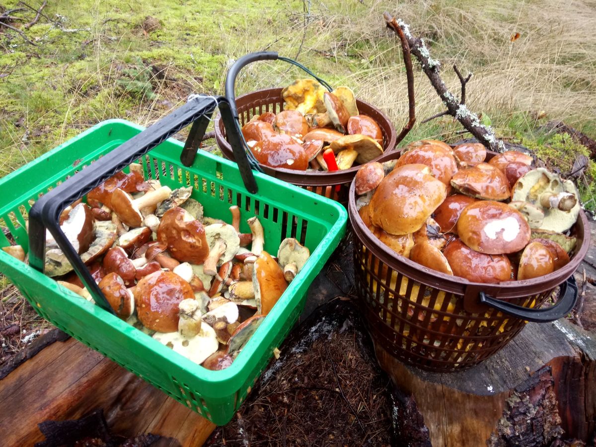 Korzystacie z wysypu grzybów w lasach? Uważajcie na mandaty