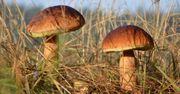 Znasz te grzyby? Sprawdź, czy masz po co wchodzić do lasu!