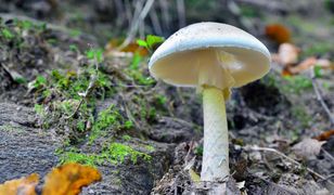 Łódź: starsze małżeństwo zatruło się muchomorem sromotnikowym