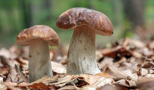 Wysyp grzybów w lasach. Przysmak Polaków w dobrej cenie