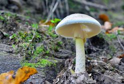 Łódź: starsze małżeństwo zatruło się muchomorem sromotnikowym