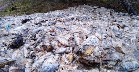 700 kilogramów ryb wyrzuconych do lasu. Leśnicy: nie potrafimy zrozumieć