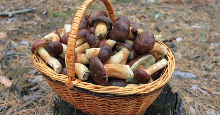 Kiszone grzyby. Prosty przepis na domowe przetwory