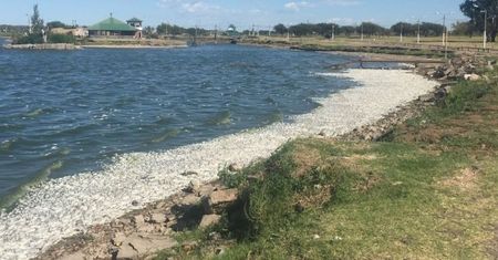 Anomalia klimatyczna "ugotowała" ryby w jeziorze. Fale wyrzuciły tysiące na brzeg