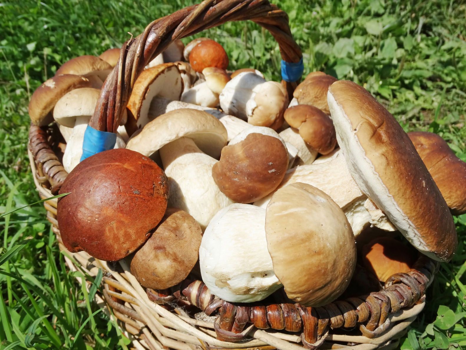 Grzyby zawierają m.in. witaminy B, C, E i K. Bogate są również w różne pierwiastki, m. in. wapń, potas, żelazo, magnez, cynk, chrom, miedź. 