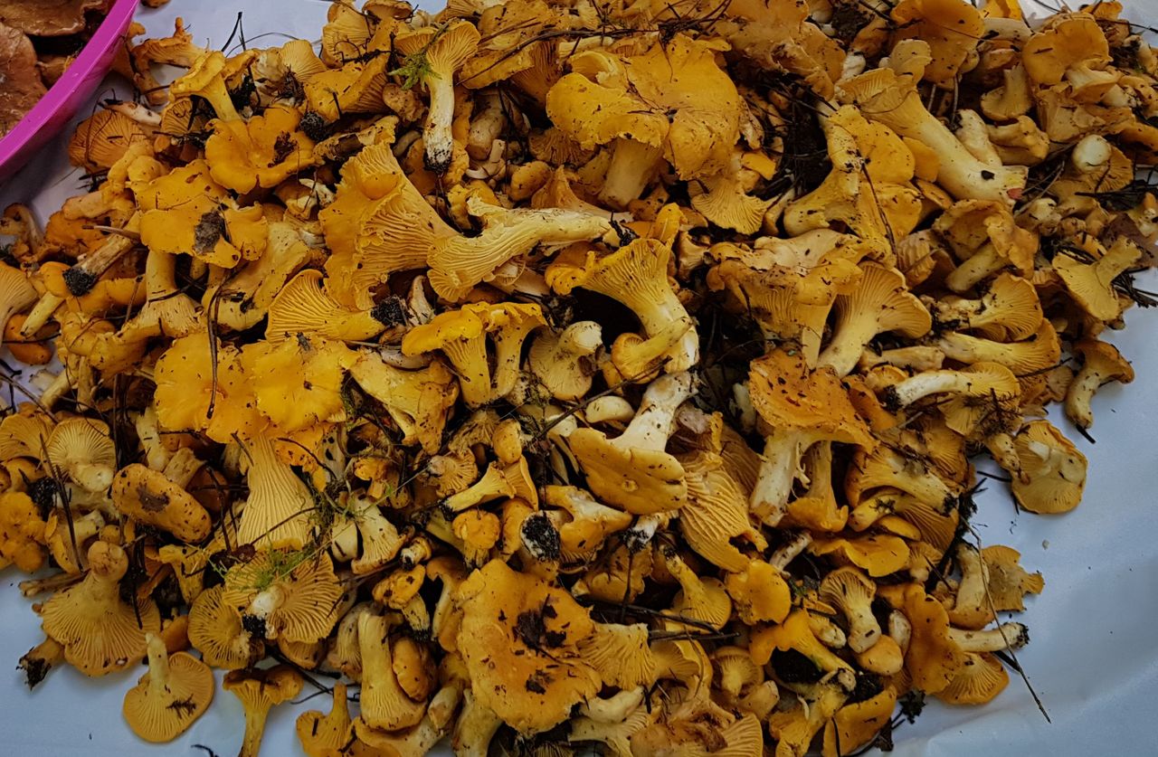 Grzybobranie. Od szlacheckiego obyczaju, przez PRL-owski relaks, po hipsterski lans