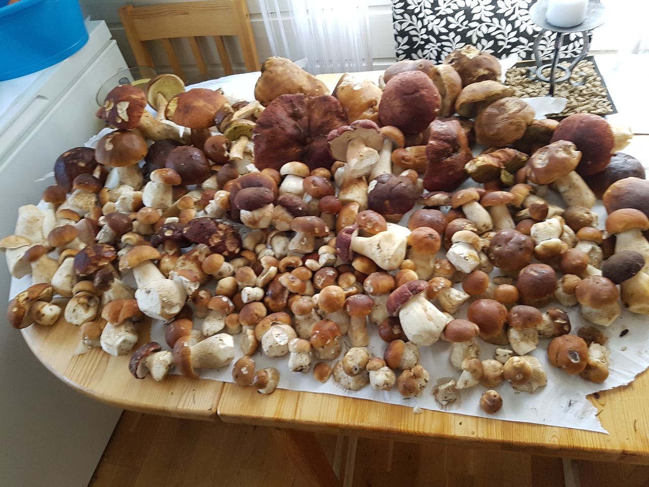 Wielkie grzybobranie Polaków. Zdjęcia czytelników WP