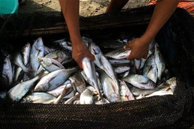 Ryby zagrożone ocieplaniem się klimatu na Ziemi