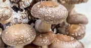 Te niepozorne grzyby są dostępne przez cały rok. Zdrowsze od pieczarek i borowików