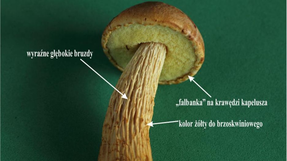Złotak wysmukły, borowik amerykański